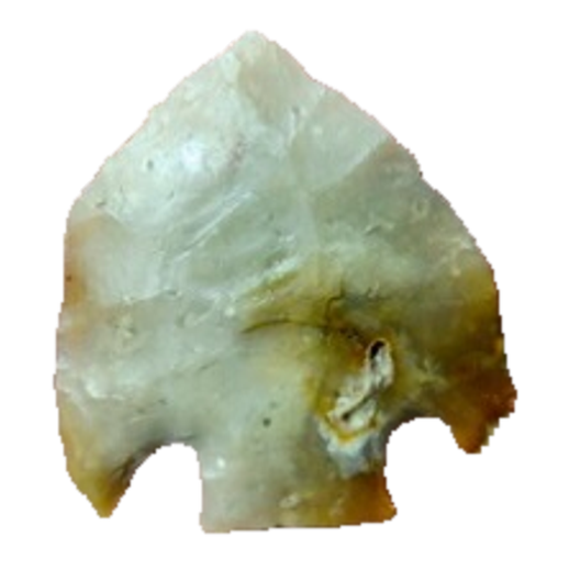 Citrus Basal Notch point, photo 12
